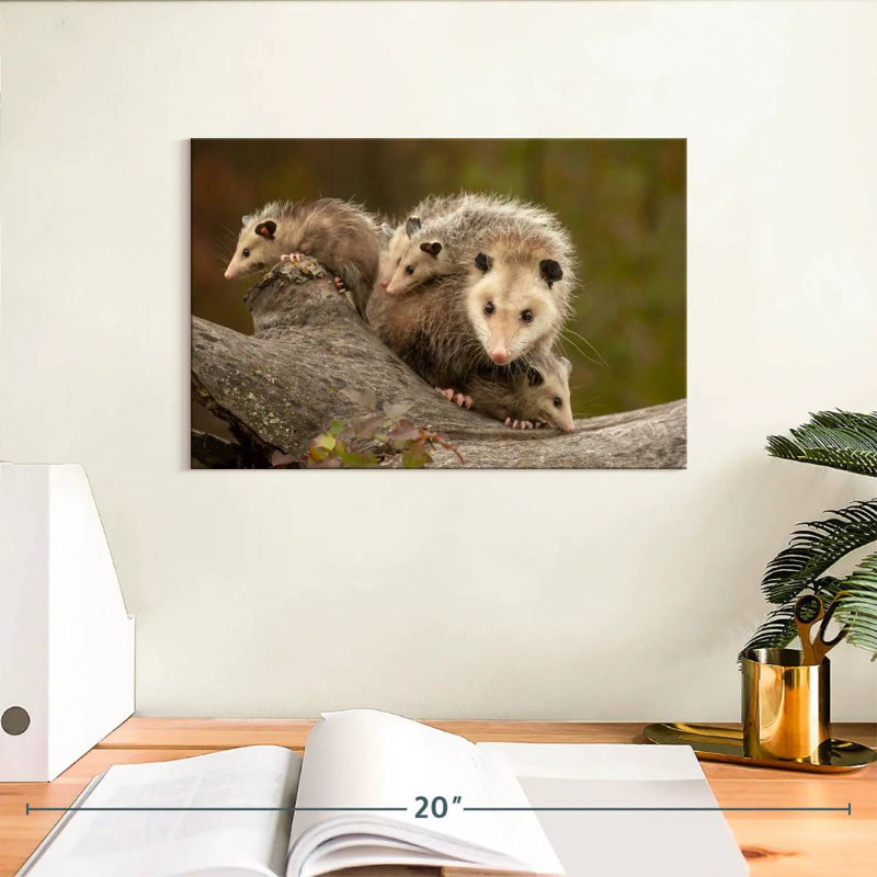 Famille Opossum, H 8 po x l 12 po