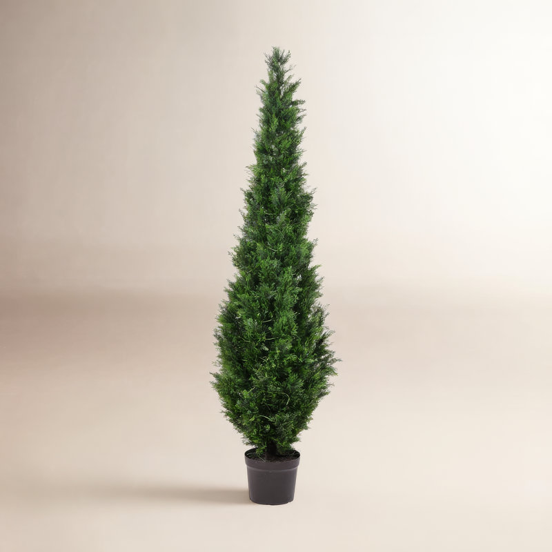 Topiaire de cèdre Yarbro en pot, H 72 po x l 13 po x P 13 po