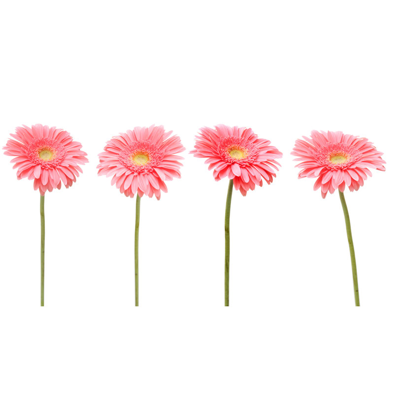 Fleur rose rouge sur fond blanc, H 16 po x l 24 po x P 1,5 po