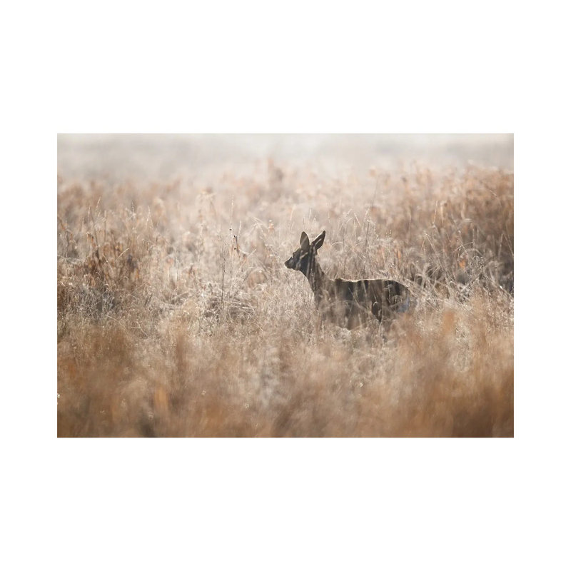 Roe Deer by Mateusz Piesiak - Wrapped Canvas Print, 20.32cm H x 30.48cm W x 1.905cm D
