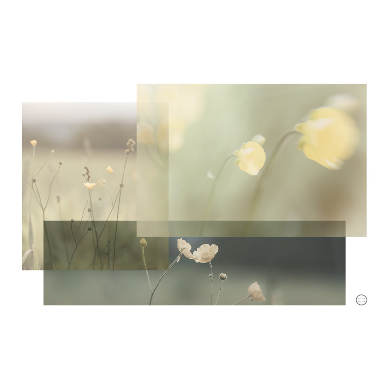 «Wildflower Collage» par Nathan Larson - peinture sur toile tendue, H 8 po x l 12 po, Non, Toile tendue