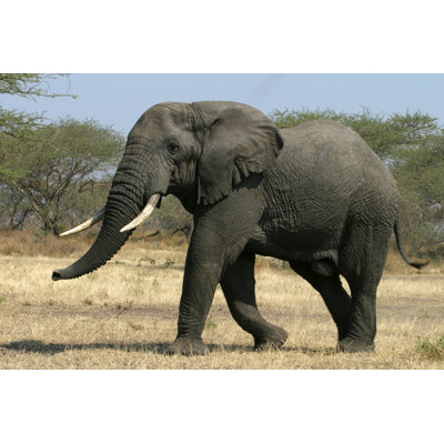 " African Elephant Walking "