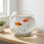 Glass Garden Accents Accessories-1666154105