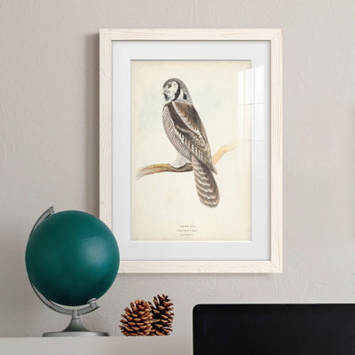 " Canada Owl "