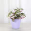 Live Tradescantia Nanouk Plant-2073886004