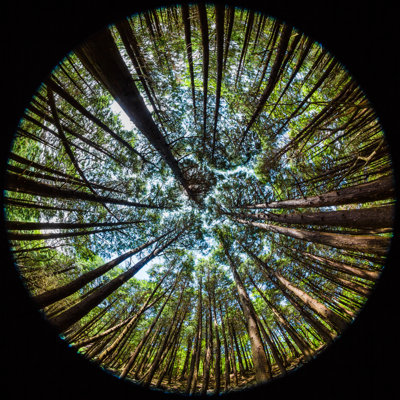 Japanese Forest by Gfed