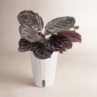 Costa Farms Trending Tropicals Calathea Dottie