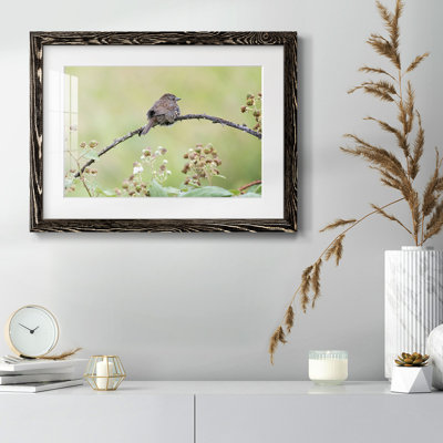 " Resting Sparrow "