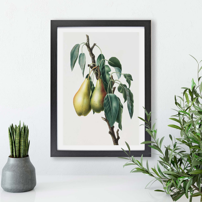 Lemon Pear Tree by Giorgio Gallesio - Framed Print, 45cm H x 63cm W x 2cm D, Black
