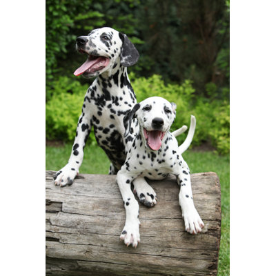 Dalmatian Puppies - Photographie sur toile tendue