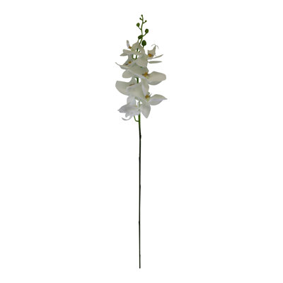 Orchid Arrangement