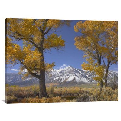 " Cottonwood Trees "