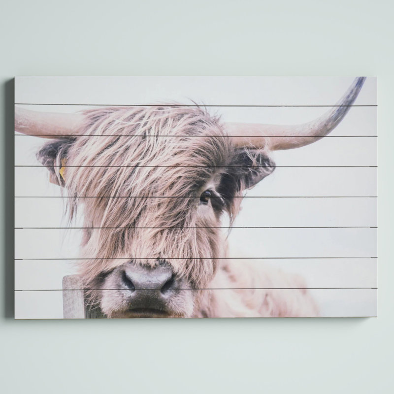 Highland Cow Photographic Print on Fir Wood Wall Art