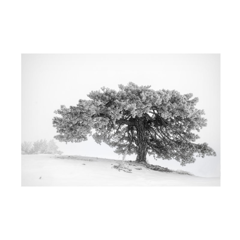 Art sur toile, "Bachelor George Digalakis", H 12 po x l 19 po