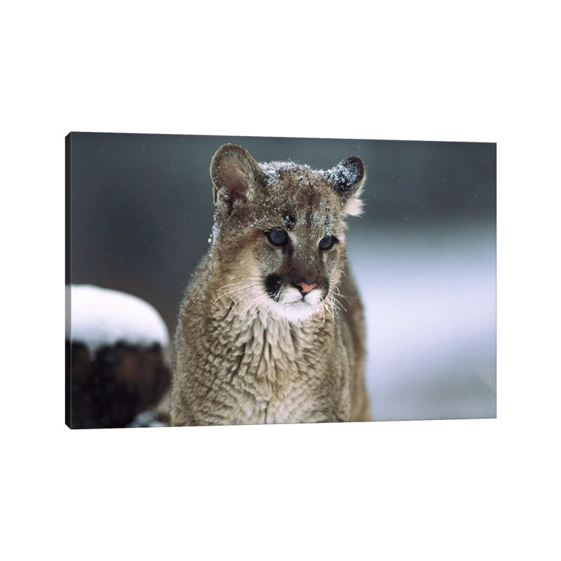 Mountain Lion Cub In Snow, Montana by Tim Fitzharris - Wrapped Canvas Print, 101.6 cm H x 66.04 cm W x 1.91 cm D