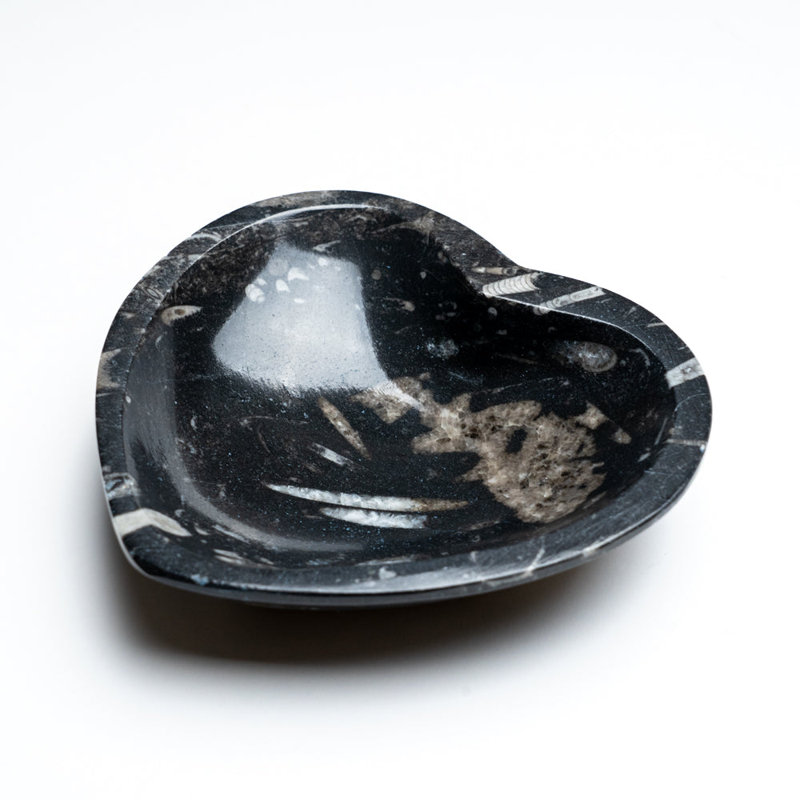 Plat en forme de cœur véritable fossile goniatite polie