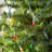 50.5' 100-Light String Lights-31889554