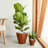 2-Pack 10 in. Light Wood Plastic Self-watering Planter Pot-210273562
