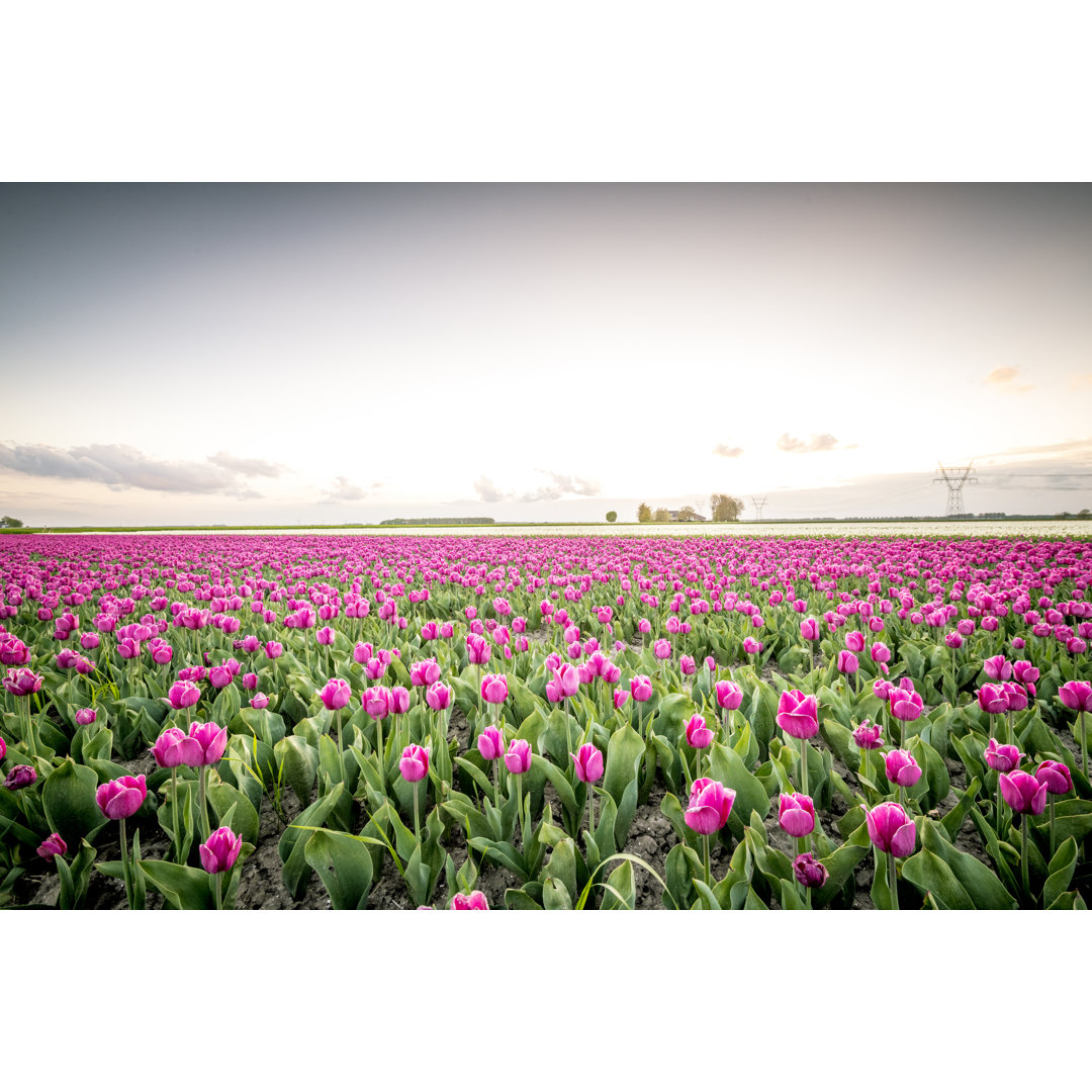 Felder mit blühenden roten Tulpen - Druck