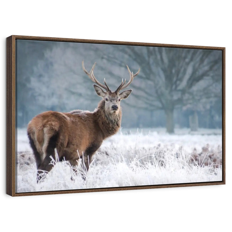 Cerf Stare, Cadre flottant noyer, 40 po x 27 po