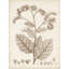 Art sur toile tendue avec art Gallery: Direct Sepia Botanicals IV-103099173