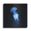 «Luminescent Jellyfish» par Photoinc Studio, art mural en métal, 12 po x 12 po-757996997