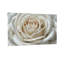 Plantes et fleurs, motif floral rose blanc, impression Z25122408424094423-522850668