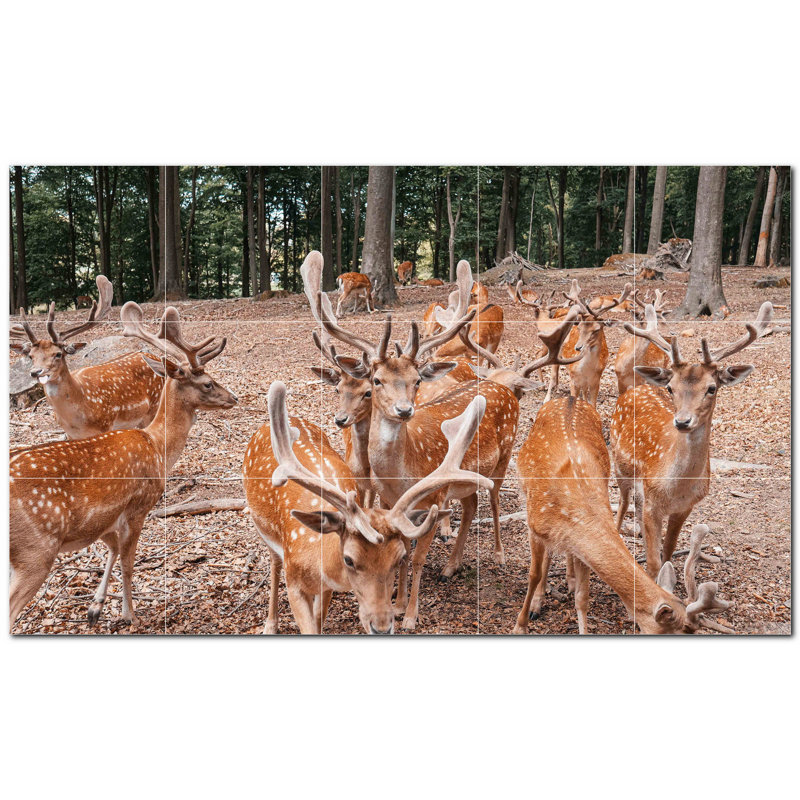 Cerf photo 6 x 6