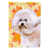 Bichon frisé blanc # 2