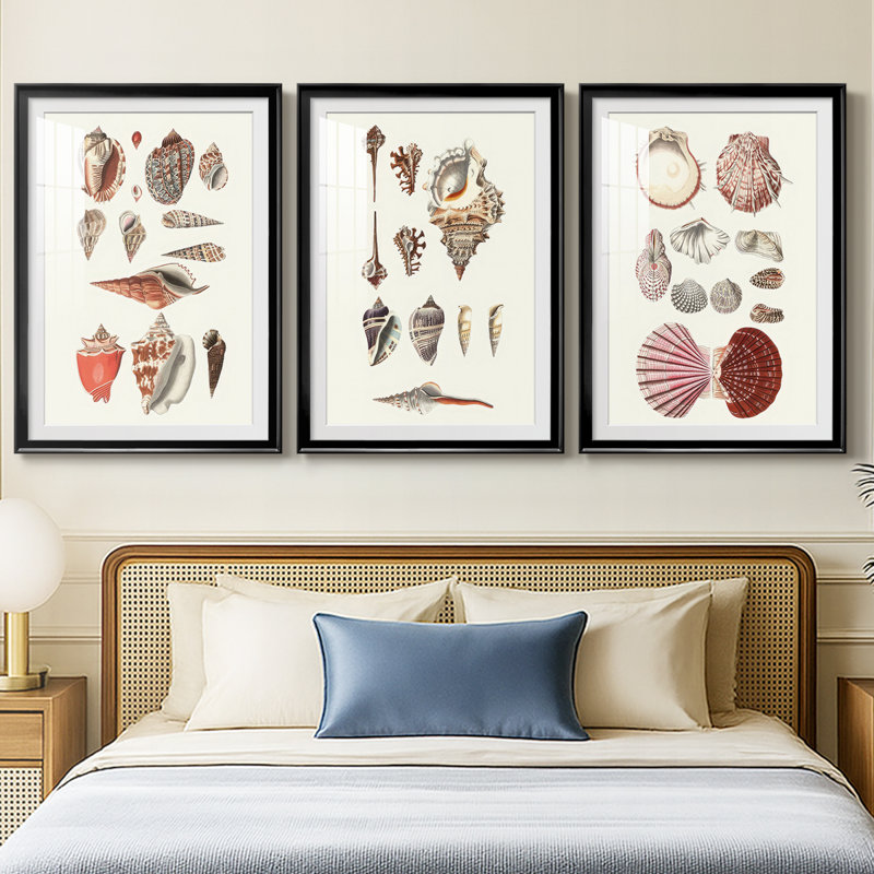 Shell Collection IV - reproduction sur mesure encadrée de qualité supérieure - 3 pièces, H 15 po x l 19 po, Noir