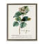 "Botanical Plant Illustration Seeds", impression sur toile par World Art Group-2072768919-2072772226