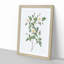 De Candolle's White Rose by Pierre-Joseph Redoute - Picture Frame Painting Print-55491118-55491121