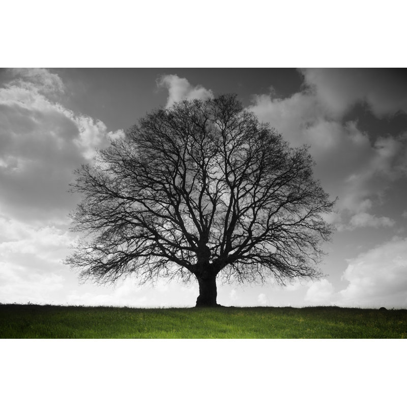 Vieil arbre par Adempercem, H 20 po x l 30 po