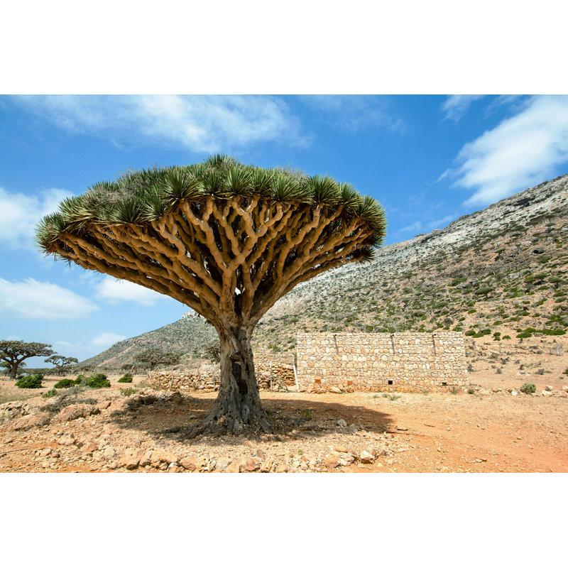 Jillean Dragon Blood Tree par - Photographie de toile tendue, H 32 po x l 48 po