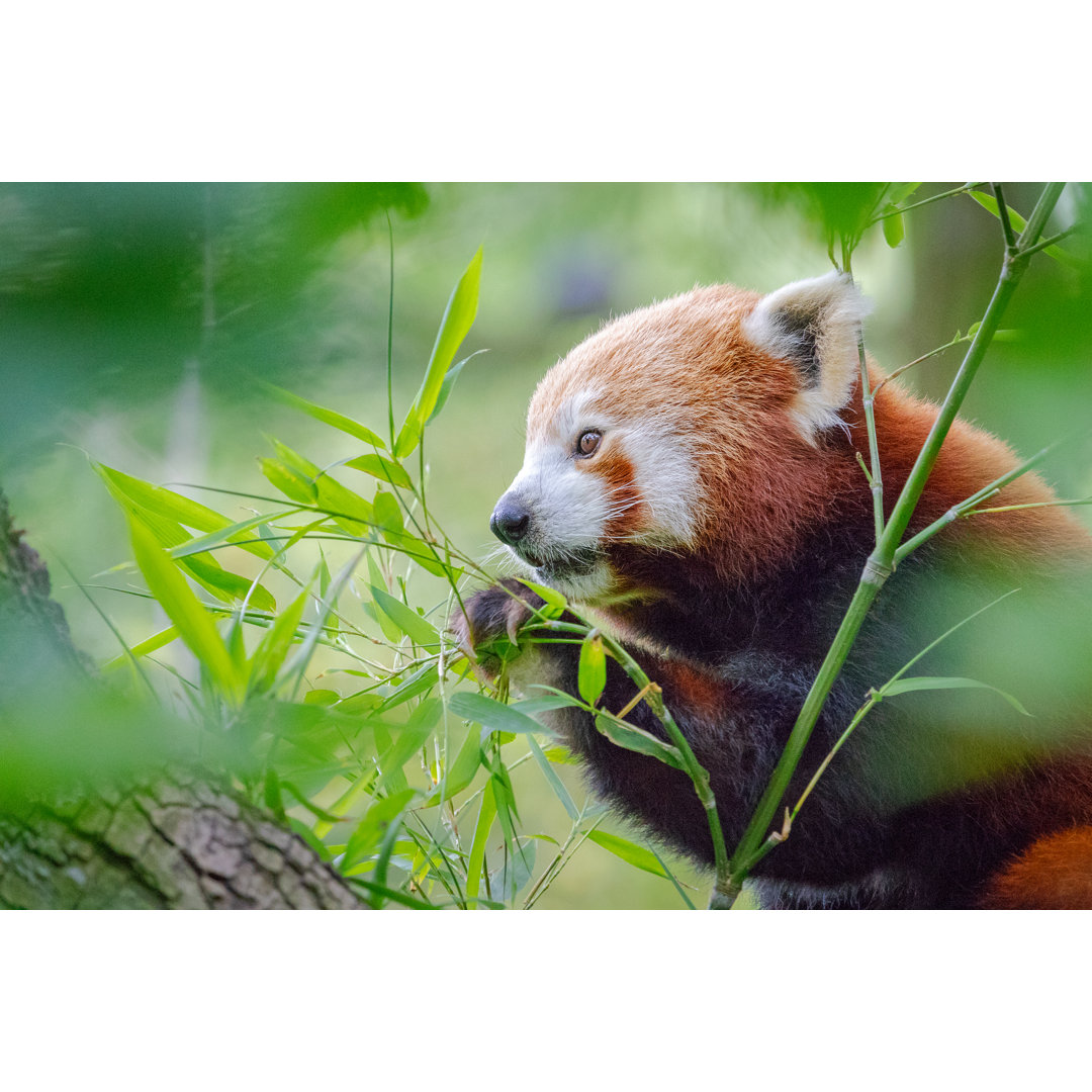 Cute, Furry, Red Panda Eating Fresh Bamboo Leafs Sitting In A Tree