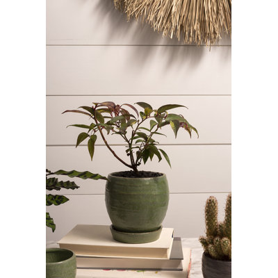 Pot à fleurs moyen rond vert avec soucoupe pour plantes et décoration