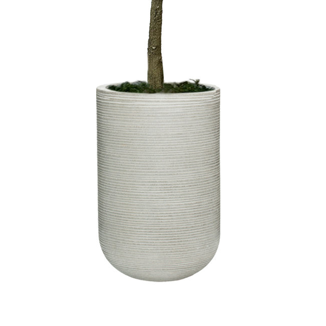 UV Rated 5.5' Magnolia Tree in Weather Resistant Fiberstone Pot