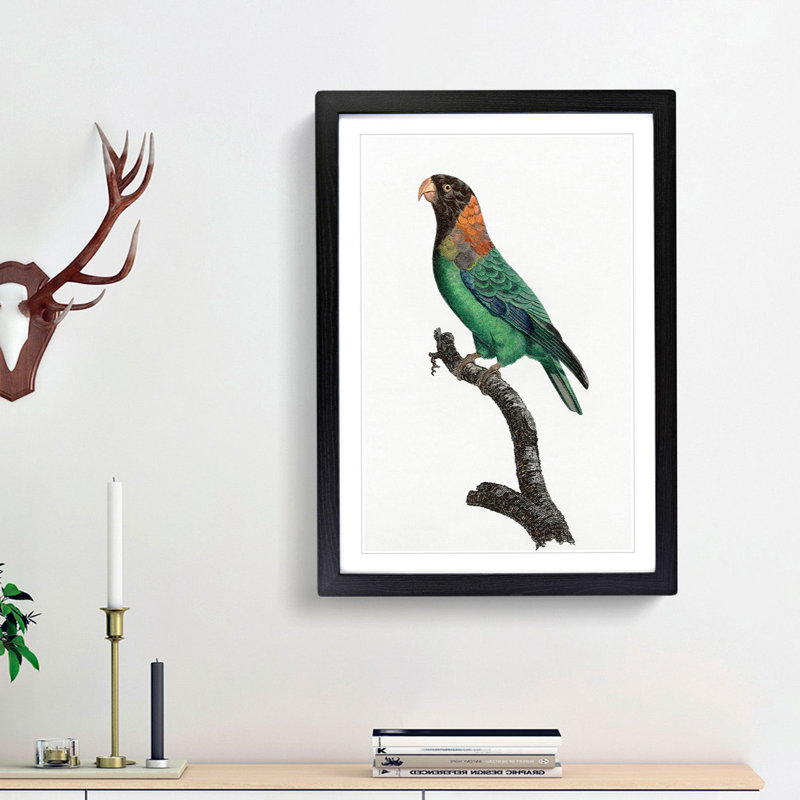 Caica Parrot by F. Levaillant - Picture Frame Painting Print, 36cm H x 27cm W x 2cm D, Black Framed