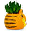 Plante de 6 po