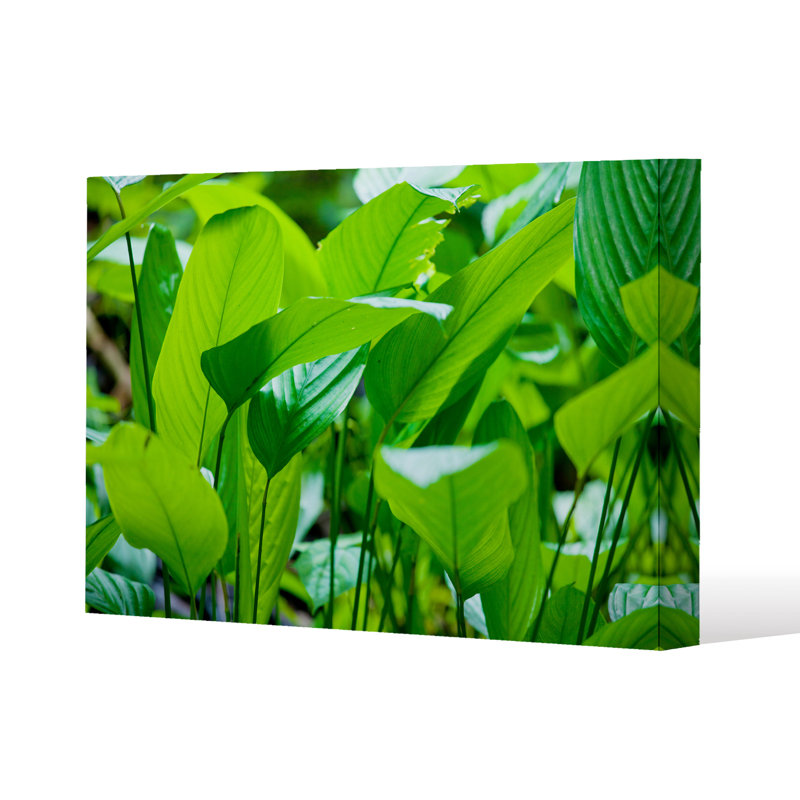 No Title by Andrew Lee - Wrapped Canvas Print