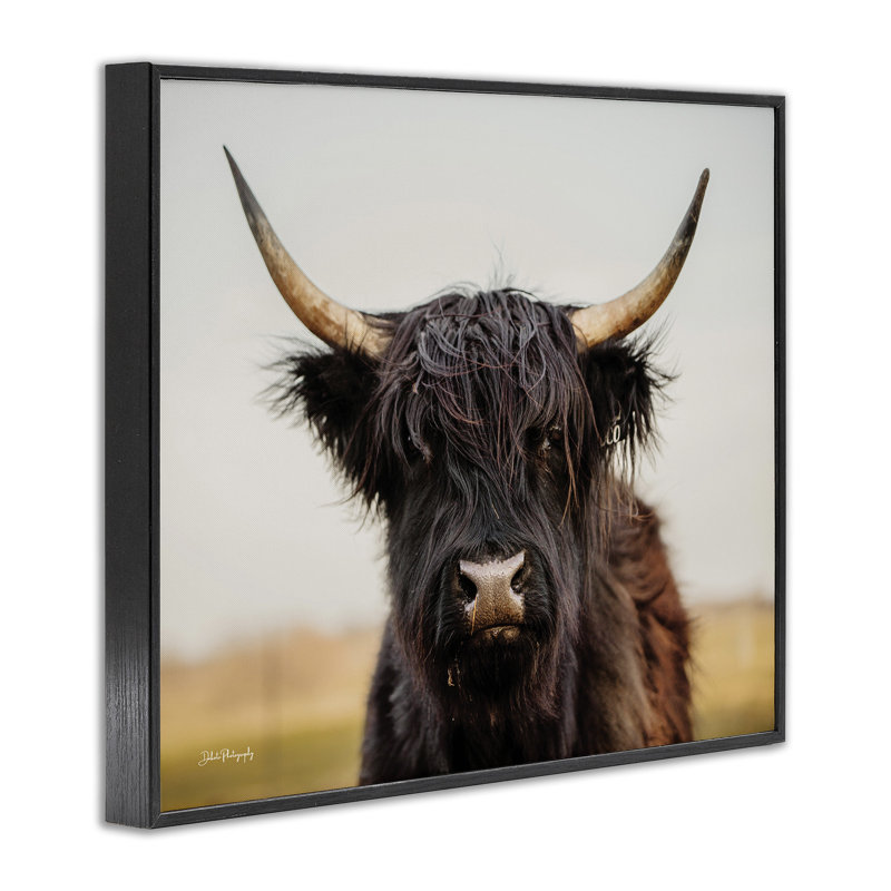 Black Highland Cow par Dakota Diener, H 11 po x l 14 po x P 1,5 po, Giclée encadrée noir minuit
