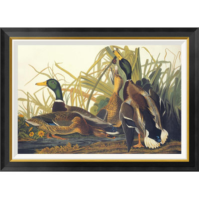 " Mallard Duck " by James Audubon