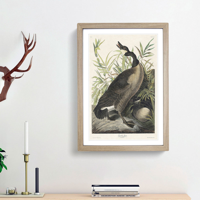 Canada Goose by John Audubon - Framed Print, 48cm H x 36cm W x 2cm D, Oak Framed