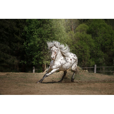 Johnchristopher " White Spotted Horse " by Anna-Av