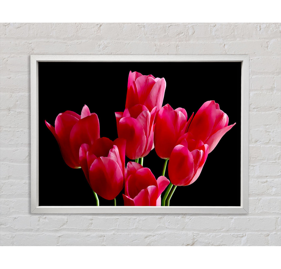 Blume Cerise Tulpen - Druck