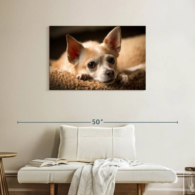 Brampt Resting Chihuahua, 24" H x 36" W