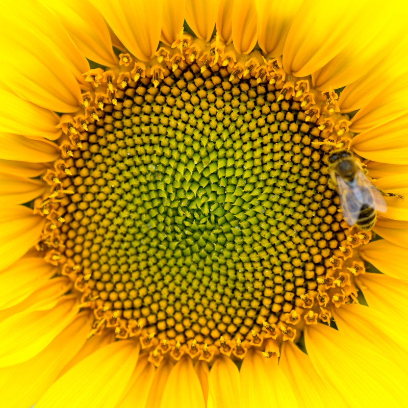 Cotillard Close-up Of Sunflower - Wrapped Canvas Print, 30cm H x 30cm W x 3.8cm D