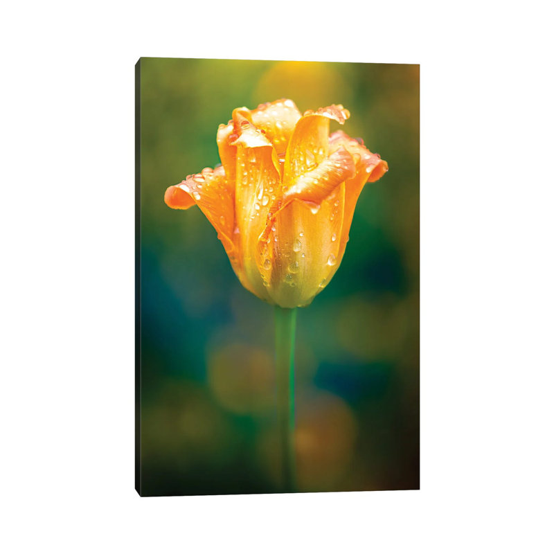 Bright Tulip Water Drops by Nik Rave - Wrapped Canvas Gallery-Wrapped Canvas Giclée, 30.48cm H x 20.32cm W