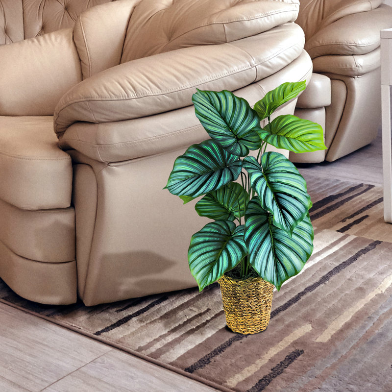 30'' Faux Prayer Plant in Wicker/Rattan Basket