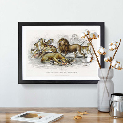Lion, Tiger, Leopard and Jaguar by Oliver Goldsmith - Picture Frame Painting Print